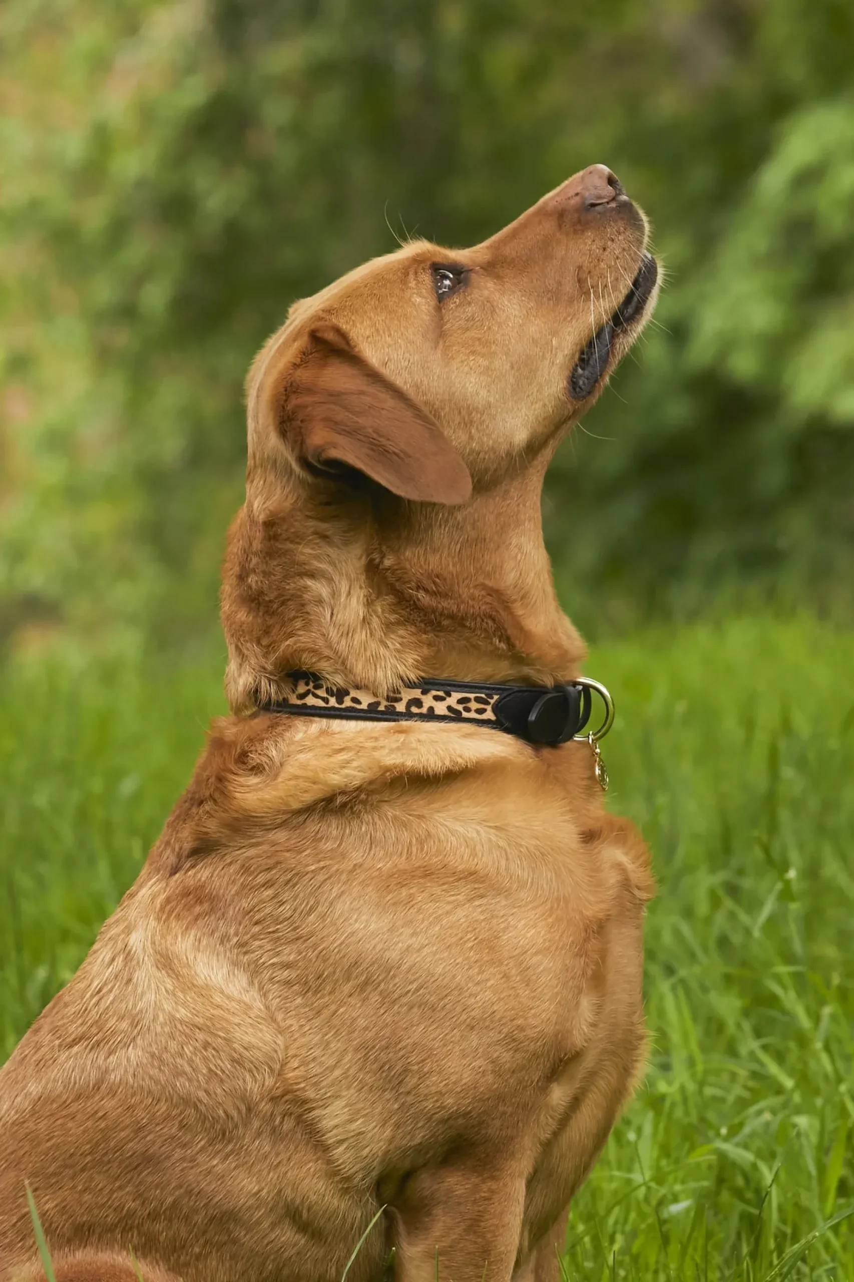 HC Classic Dog Collar